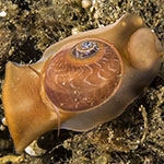 Tanea areolata